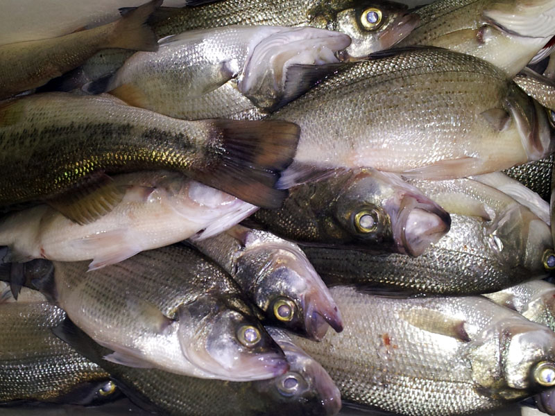 Lake Travis Fishing Report - May 20, 2013 - fishing photo
