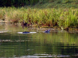 Choke Canyon Fishing Report - May 26, 2007 - fishing photo