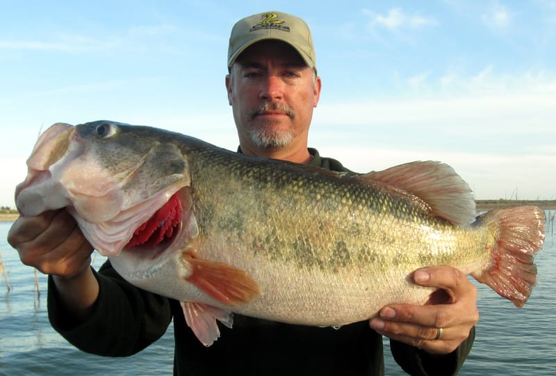 Eight pound class largemouth bass from Lake Falcon, January 2012