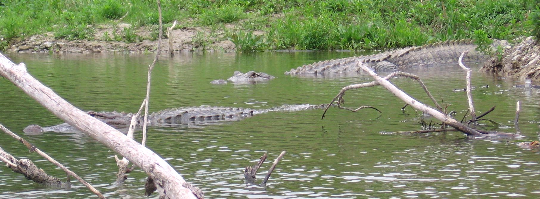 Alligators on the bank at Choke Canyon Reservoir, March 2007